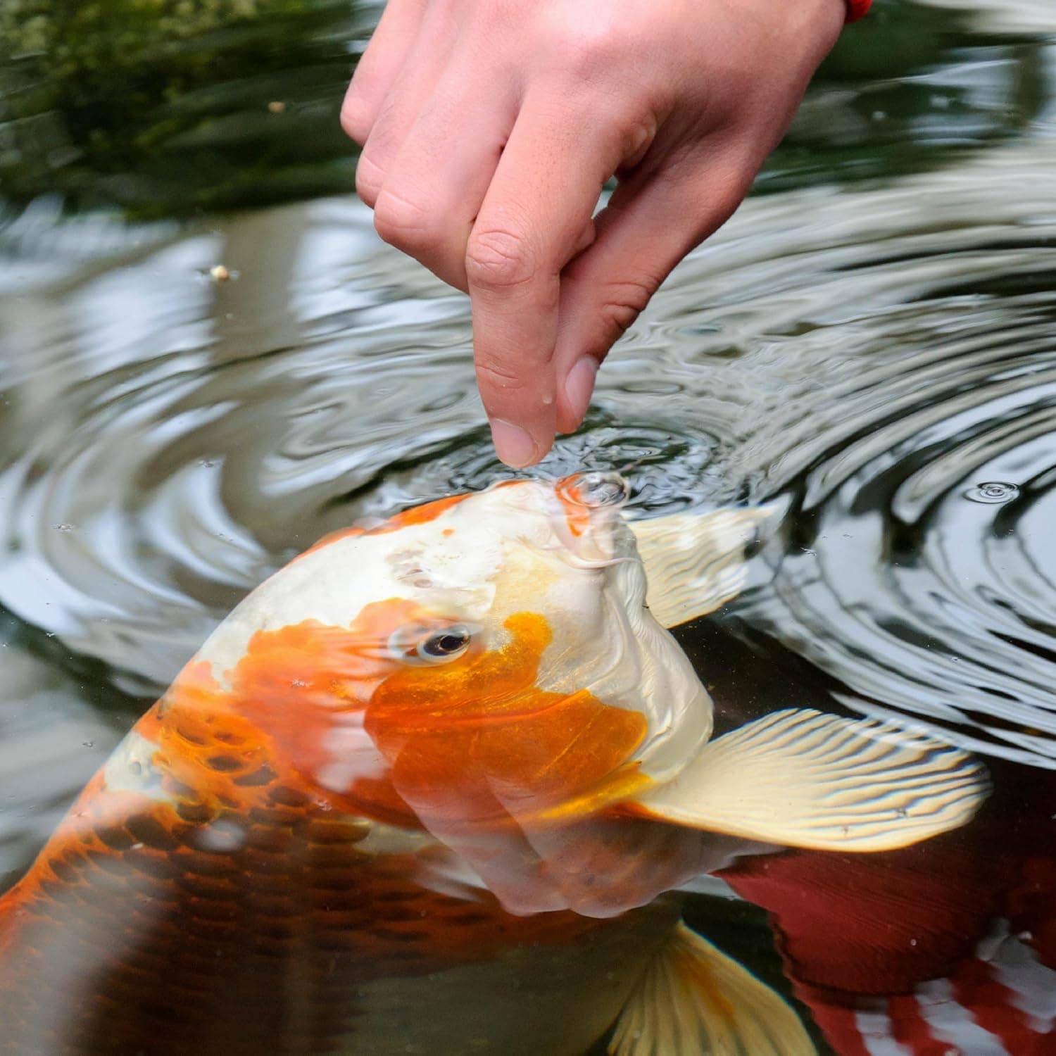 Tetra Pond Koi Vibrance Soft Sticks, Floating Pond Fish Food, 2.42 lbs | Daily Diet for Koi Fish and Ornamental Goldfish, Feed When Water is Above 50 Degrees, Highly Digestible, Clean & Clear Water