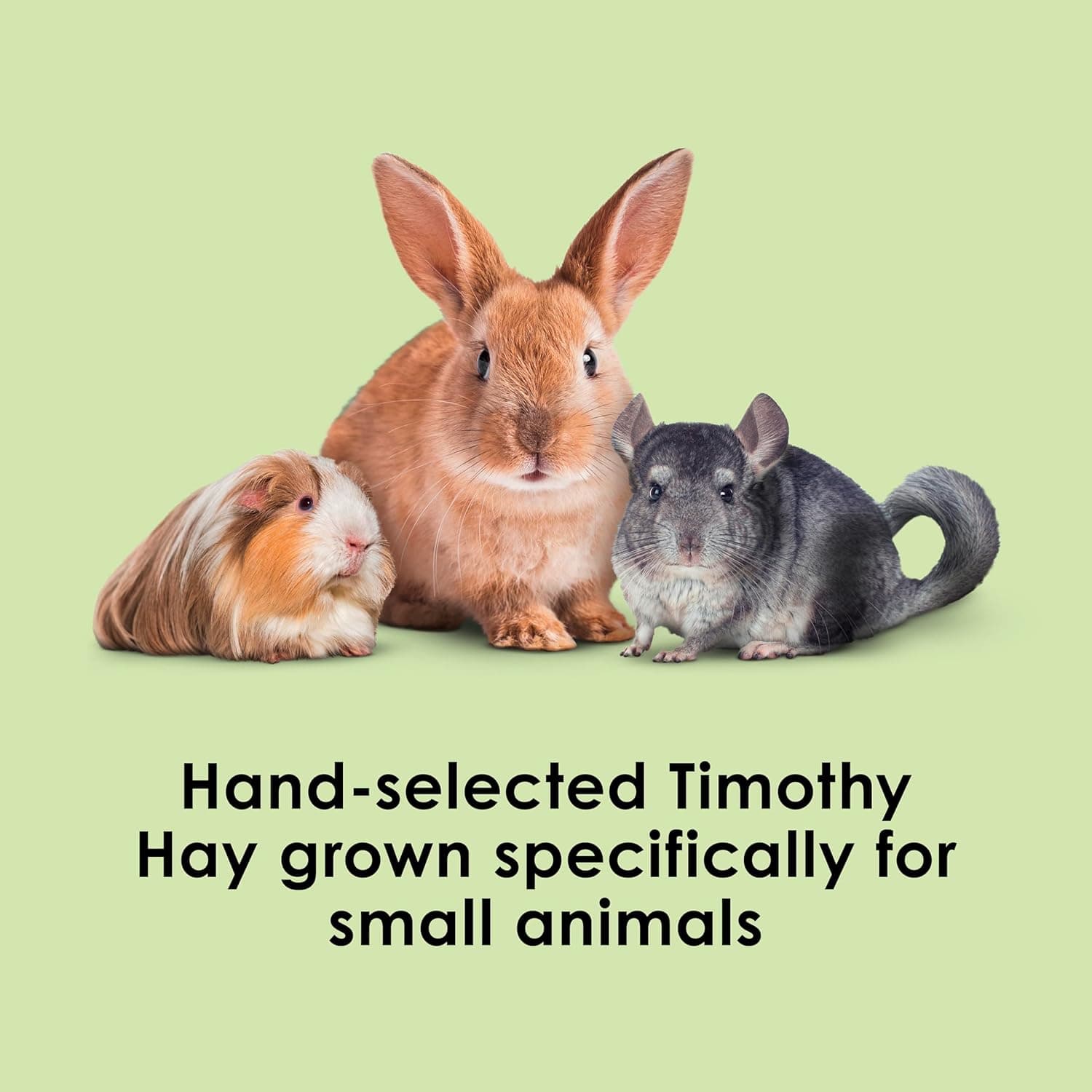 Kaytee Timothy Hay, High Fiber for Rabbits, Guinea Pigs, 48 Ounces | Supports digestive health. Hand-selected rabbit hay. Guinea pig hay, chinchilla hay, pesticide free
