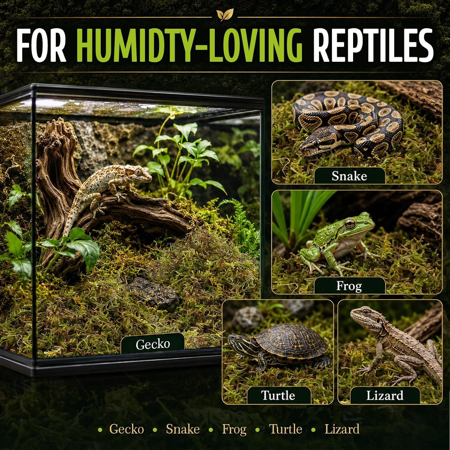 Sukh Sphagnum Moss for Reptiles - Green Terrarium Moss Substrate, 5oz | Habitat Bedding for Gecko, Snake, Turtle, Frog, Bearded Dragon, Jumping Spider, Chameleon, Enclosure & Tank Accessories Decor