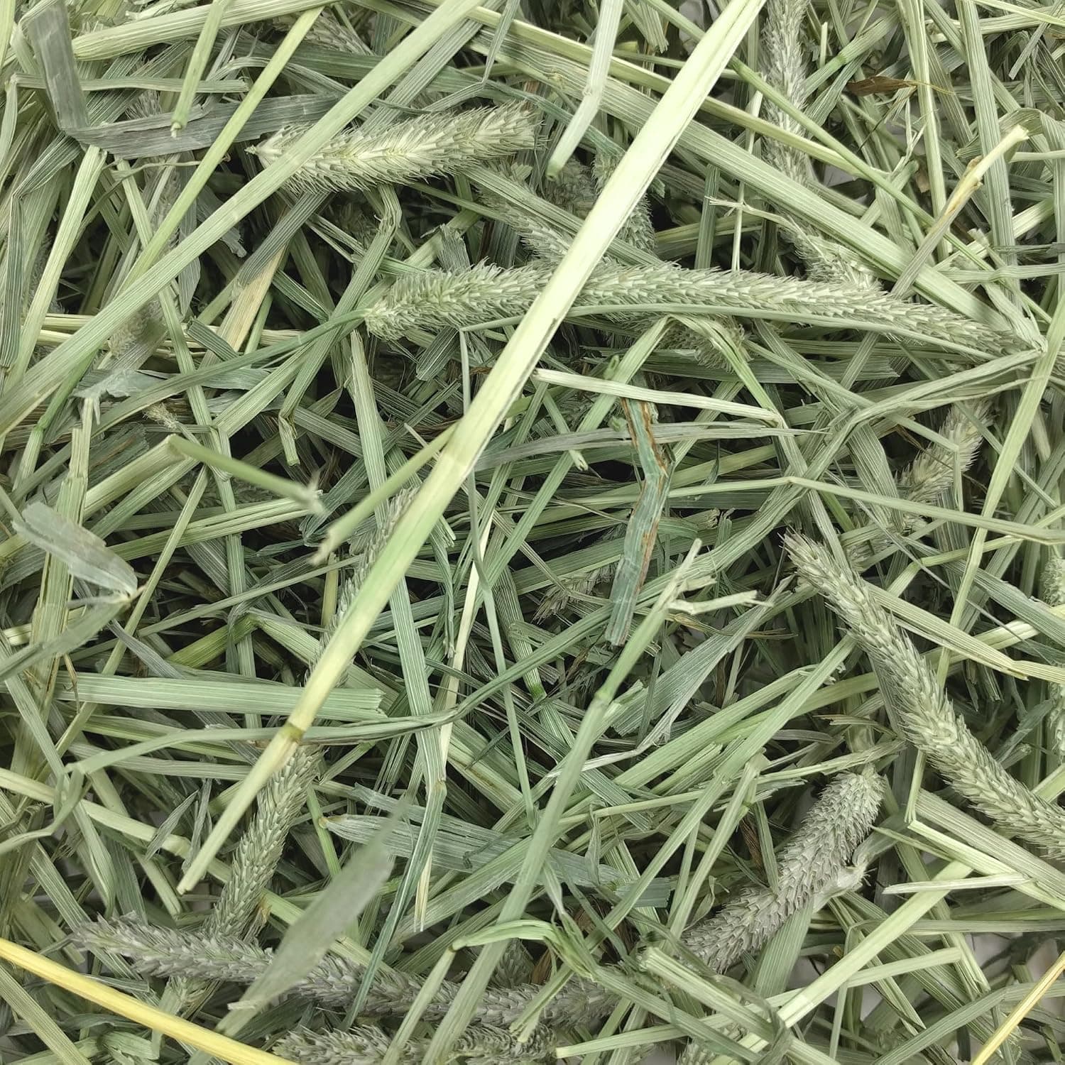 Oxbow Western Timothy Hay, Rabbit & Guinea Pig Hay, High Fiber, USA, 90 oz | Oxbow Timothy Hay, Bunny Hay For Rabbits, Guinea Pigs, Bunnies and Chinchillas, Hand-Sorted, De-Dusted, Made in USA