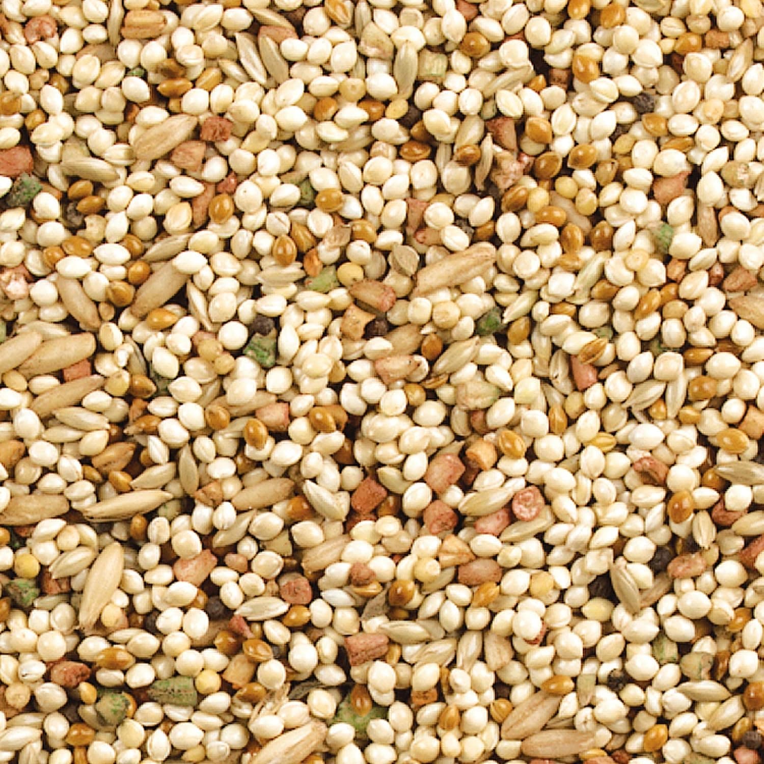 Wild Harvest Daily Blend Nutrition Diet for Parakeet, Canary and Finch 10 Pounds, Orange flavour